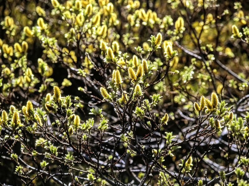 Pussy willow flowers, Jotunheimen National Park, Norway